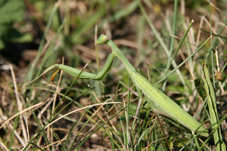 Mantis religiosa - imádkozósáska