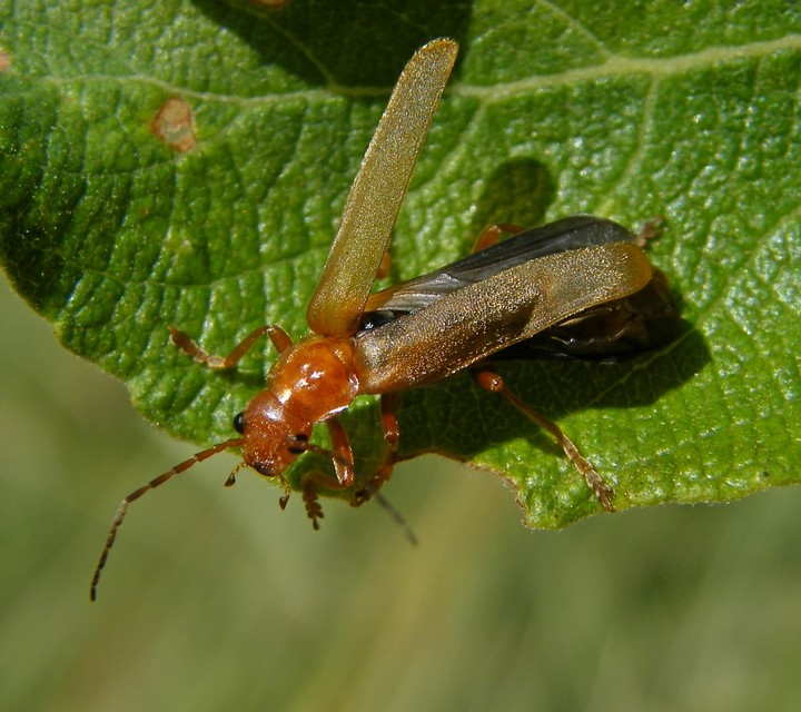 Cantharis rufa - rőt lágybogár