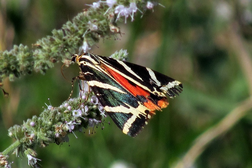 Euplagia quadripunctaria - csíkos medvelepke