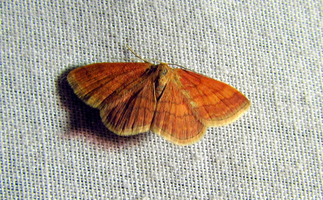 Scopula rubiginata - réti pirosaraszoló