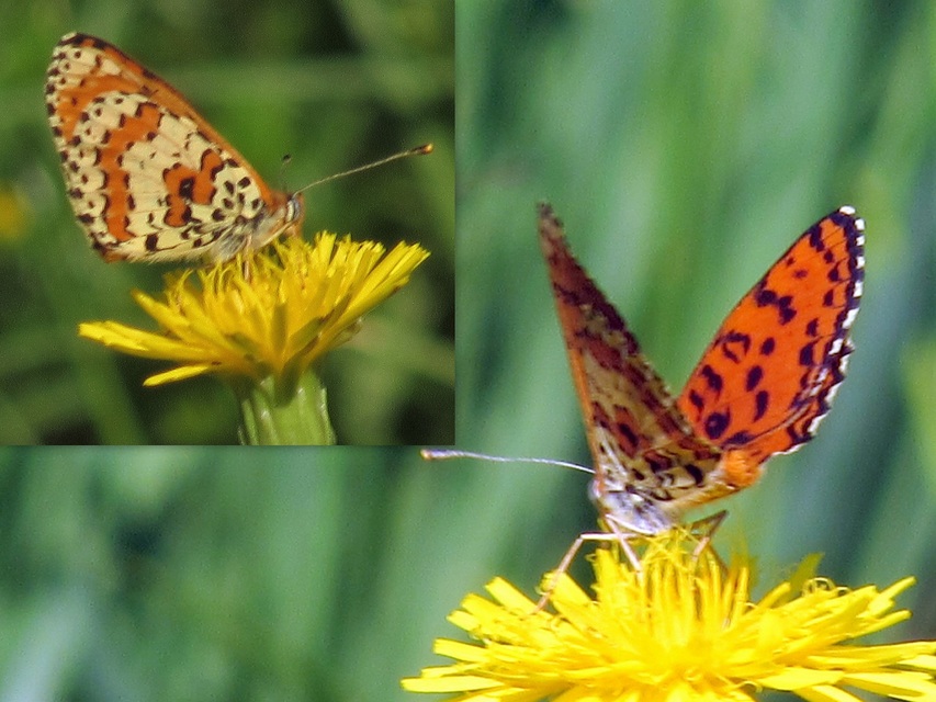 Melitaea didyma - tüzes tarkalepke