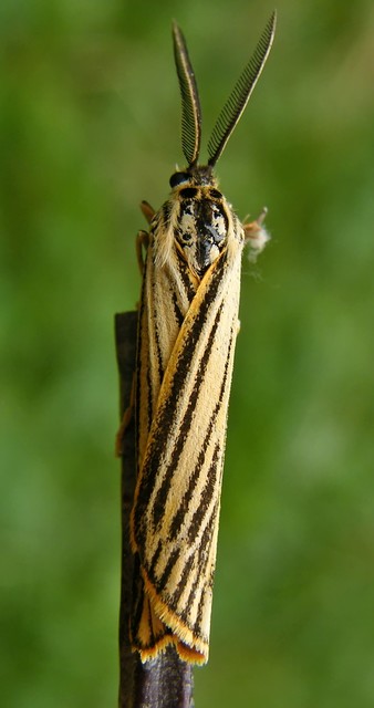 Spiris striata - csíkos molyszövő