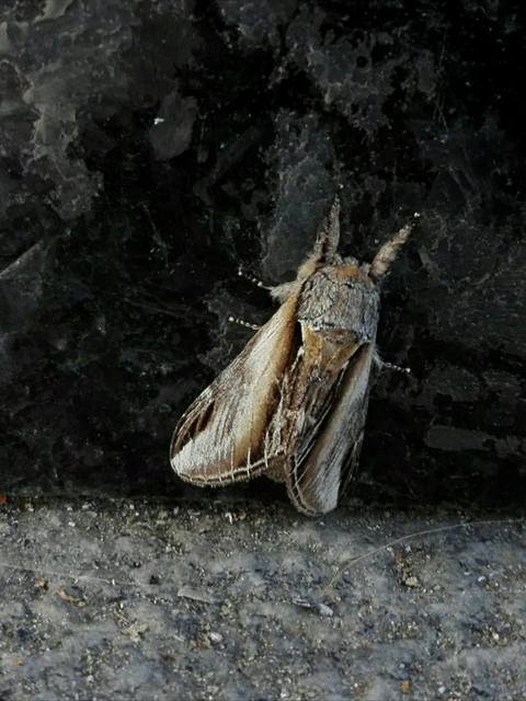 Pheosia tremula - nyárfa-púposszövő