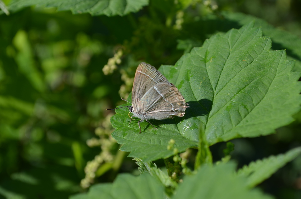 Neozephyrus quercus - tölgyfalepke