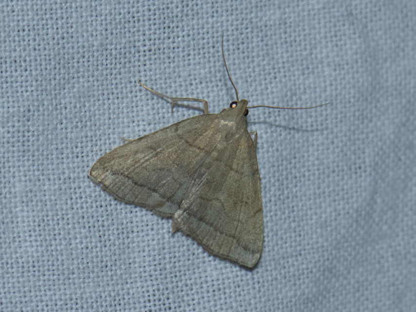 Herminia tarsicrinalis - szőröslábú karcsúbagoly