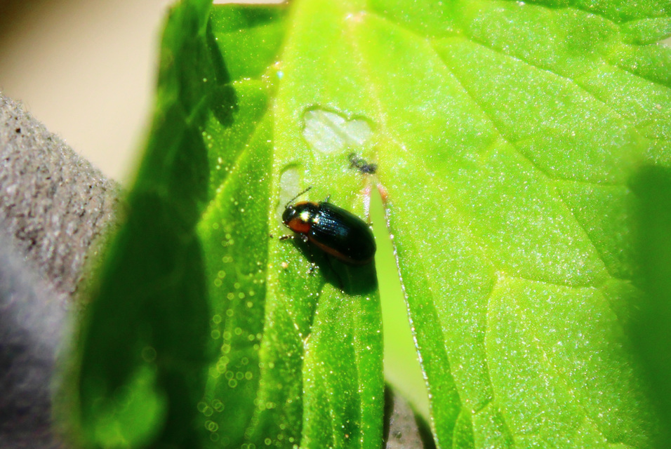 Prasocuris marginella - szegélyes boglárkalevelész