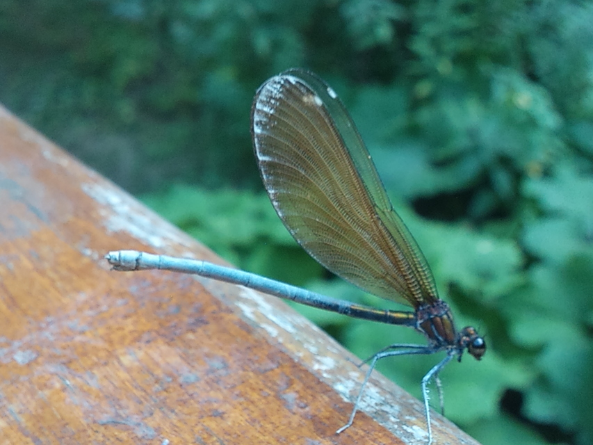 Calopteryx virgo - kisasszony-szitakötő