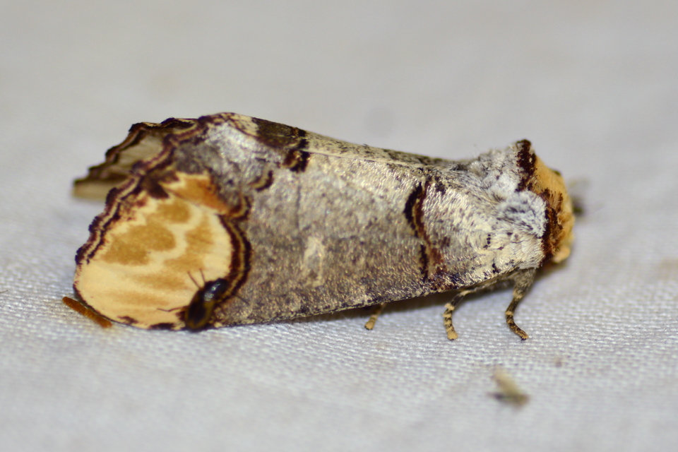Phalera bucephala - sárgafoltos púposszövő