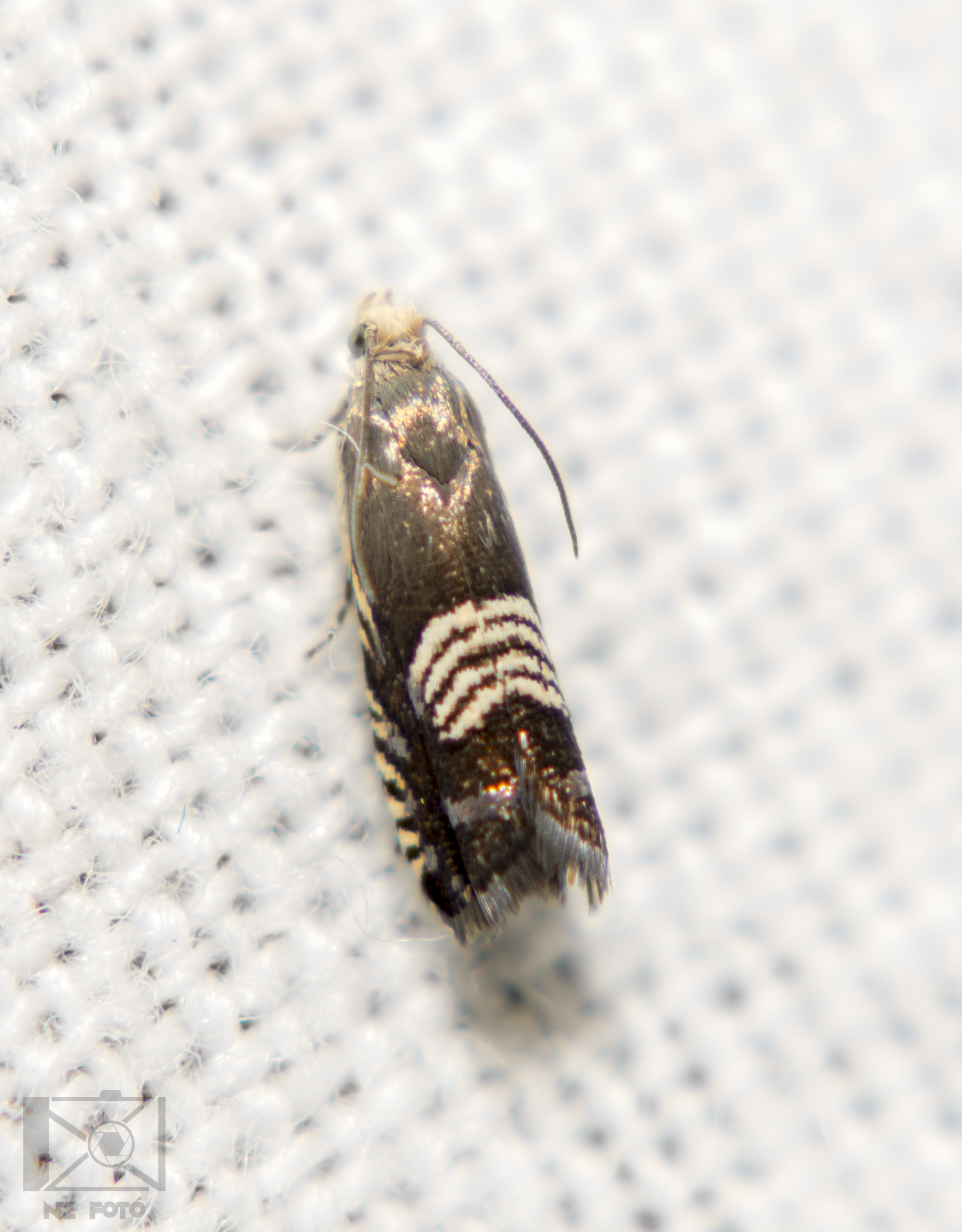 Grapholita compositella - lucernahüvelymoly