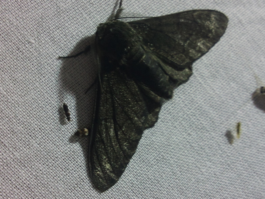 Biston betularia - szürkepettyes araszoló