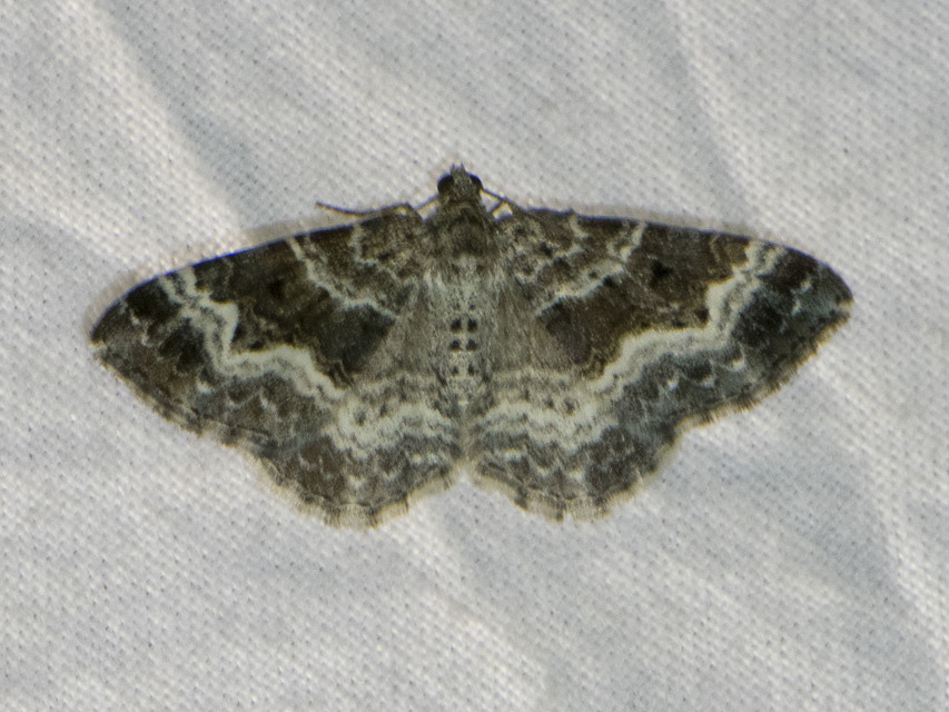Epirrhoe alternata - galaj-tarkaaraszoló