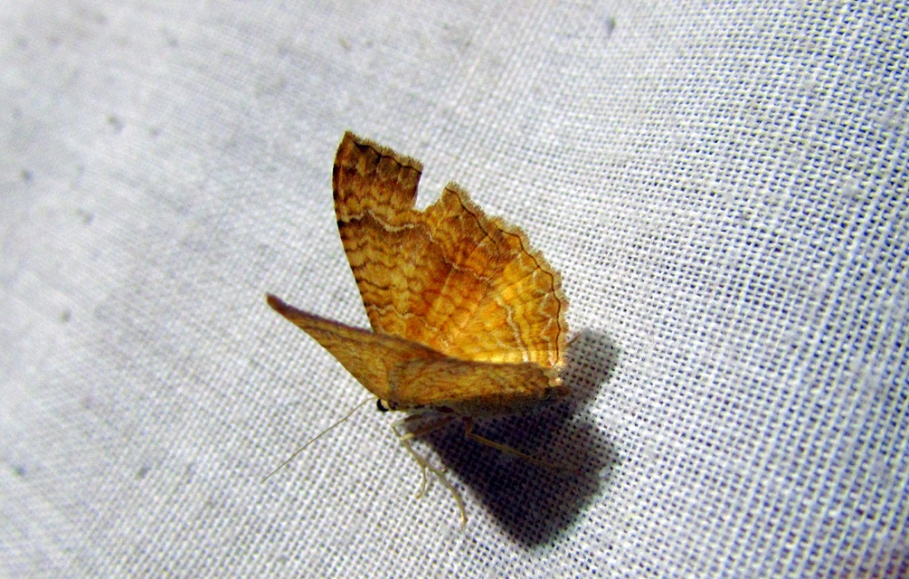 Camptogramma bilineata - kétvonalas sávosaraszoló