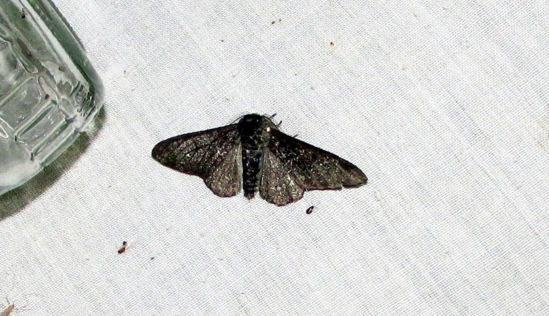Biston betularia - szürkepettyes araszoló