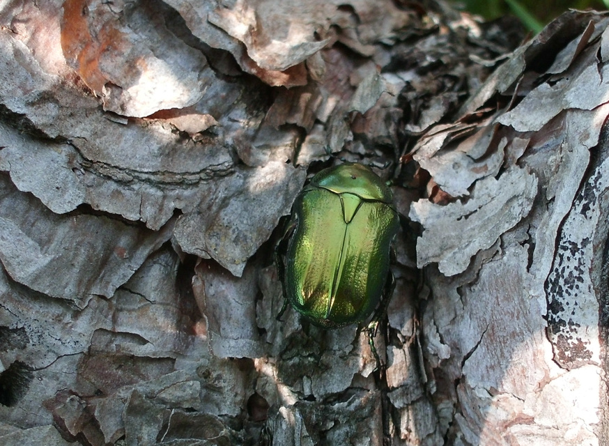 Cetonia aurata - aranyos virágbogár