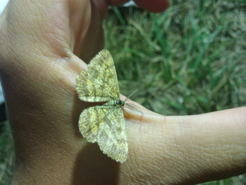 Ematurga atomaria - barna rétiaraszoló