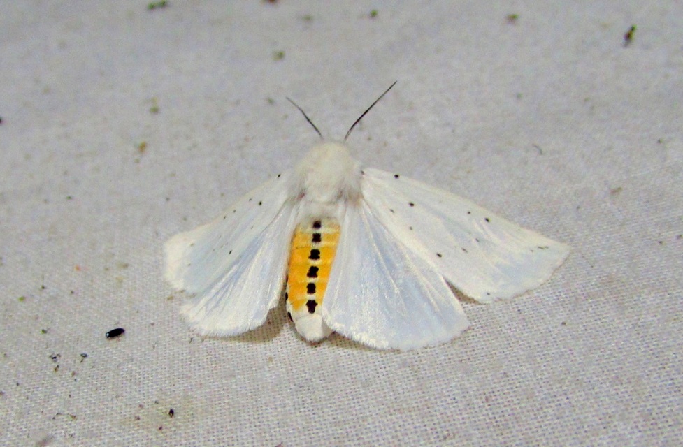 Spilosoma lubricipedum - tejszínű medvelepke