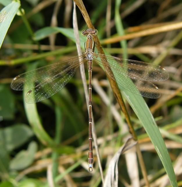 Lestes barbarus - foltosszárnyjegyű rablószitakötő