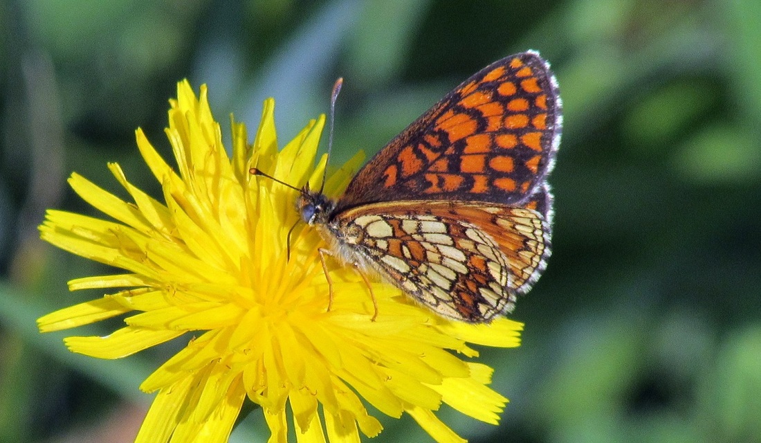 Melitaea athalia - közönséges tarkalepke