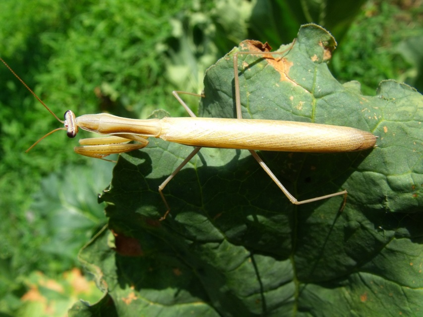 Mantis religiosa - imádkozósáska
