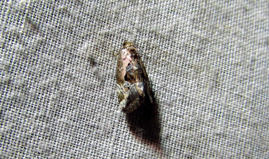 Hapalotis venustula - rózsaszínű mázasbagoly