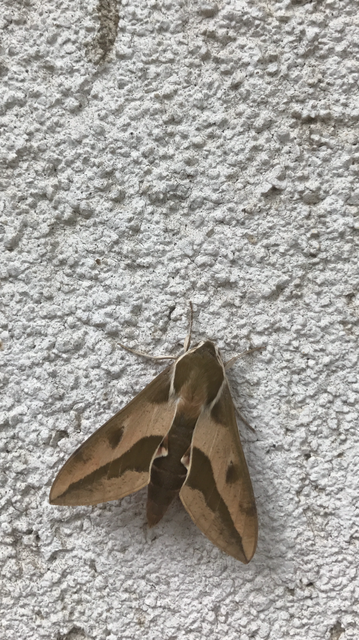 Hyles euphorbiae - kutyatejszender