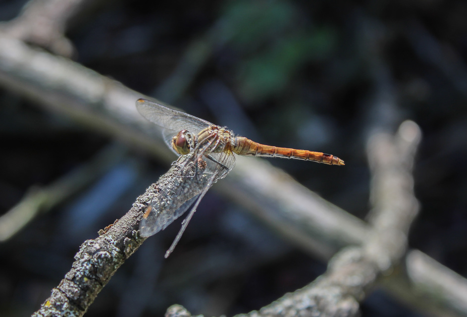 Sympetrum sanguineum - vörös katona-szitakötő