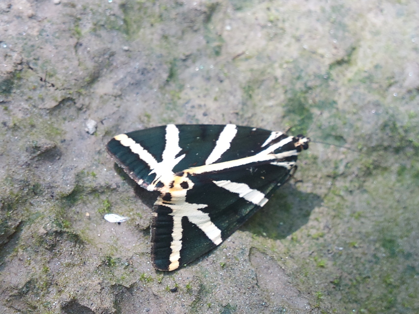 Euplagia quadripunctaria - csíkos medvelepke