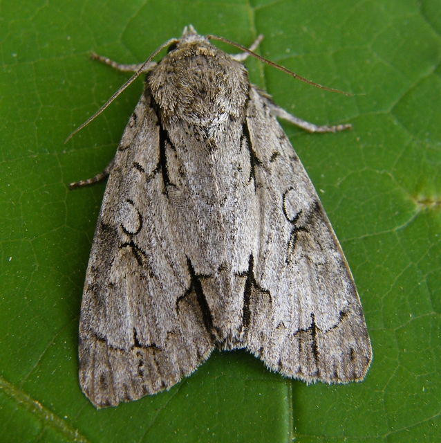 Acronicta cuspis/tridens/psi