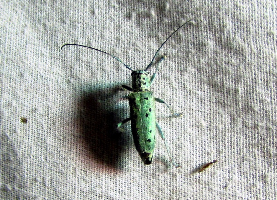 Saperda punctata - pettyes szilcincér Saperda punctata - pettyes szilcincér