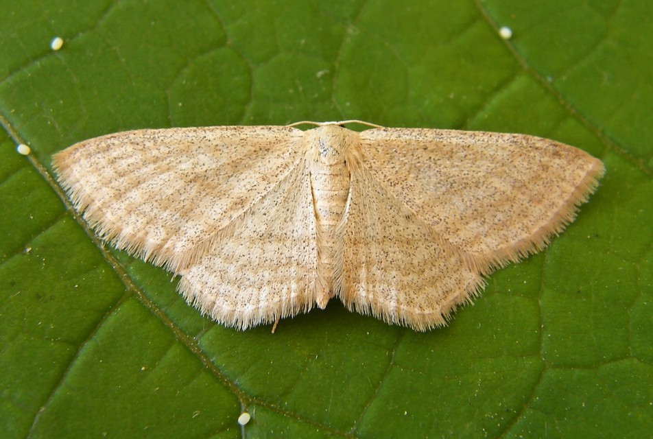 Scopula virgulata - vesszős sávosaraszoló