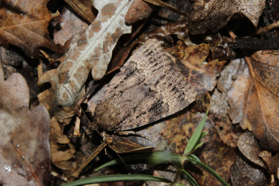 Amphipyra berbera/pyramidea