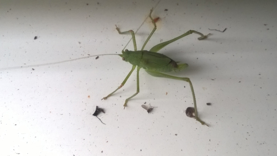 Phaneroptera