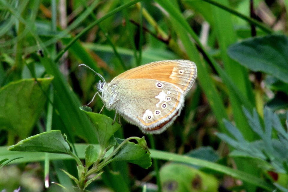 Coenonympha glycerion - közönséges szénalepke