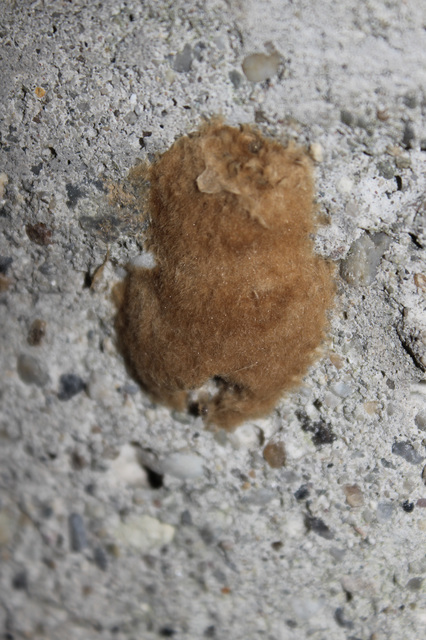 Lymantria dispar - gyapjaslepke