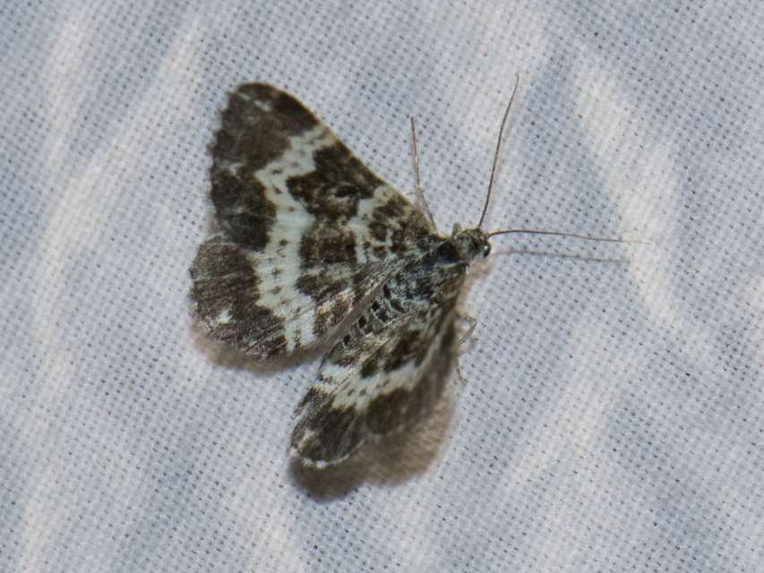 Epirrhoe tristata - gyászos tarkaaraszoló