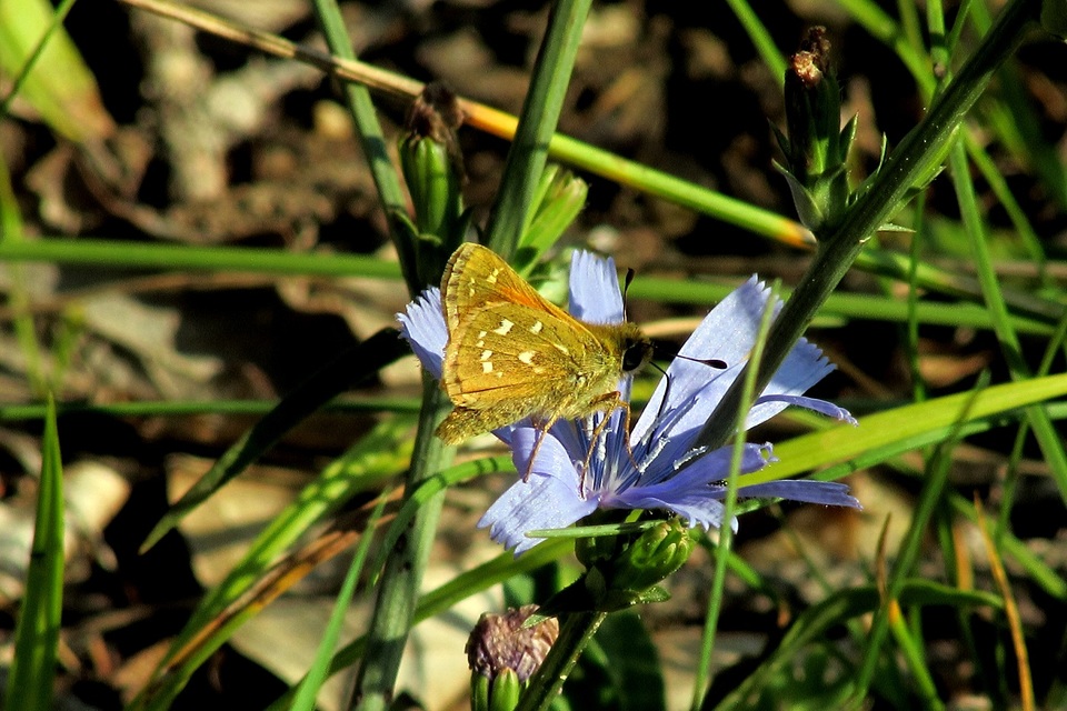 Hesperia comma - vesszős busalepke