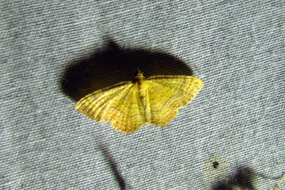 Camptogramma bilineata - kétvonalas sávosaraszoló