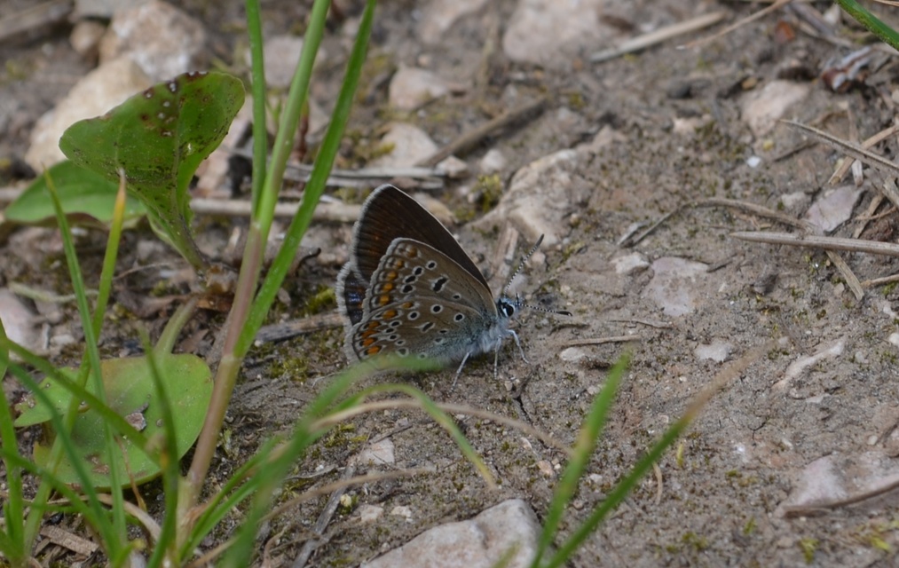 Polyommatus icarus - közönséges boglárka