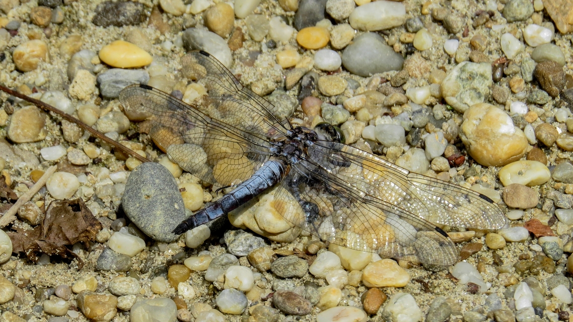 Orthetrum cancellatum - feketefarkú pásztorszitakötő