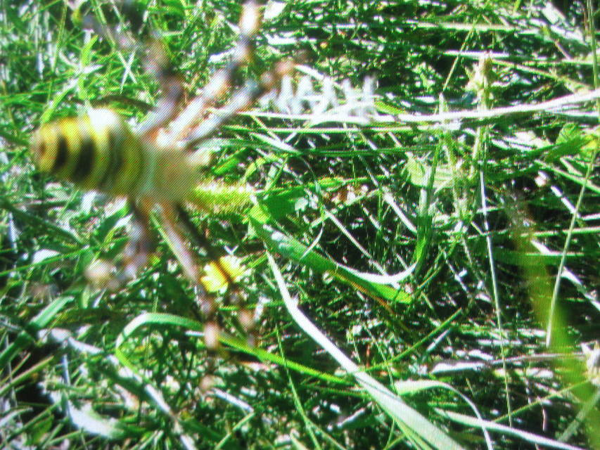 Argiope bruennichi - darázspók