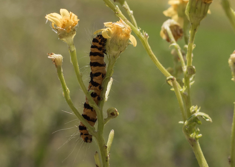 Tyria jacobaeae - jakabfű-medvelepke