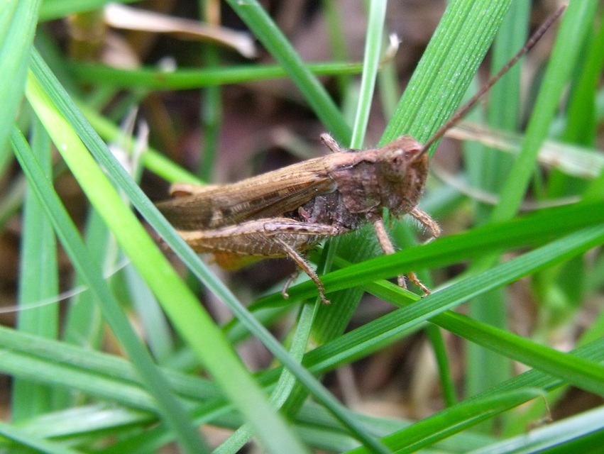 Chorthippus brunneus - közönséges tarlósáska