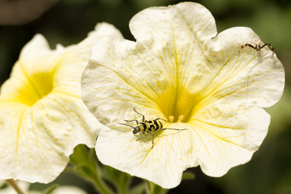 Chlorophorus varius - díszes darázscincér