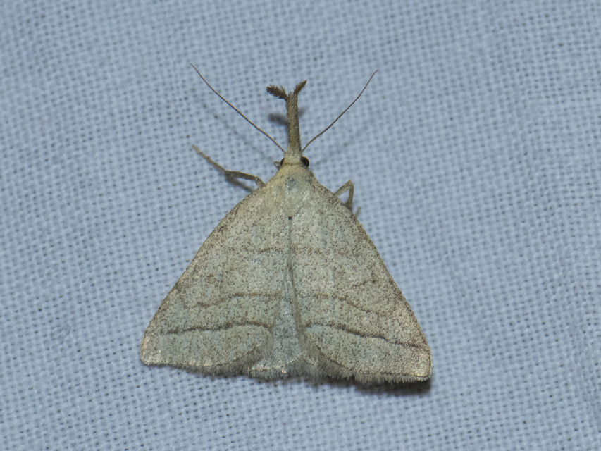 Polypogon tentacularia - sötétaljú karcsúbagoly