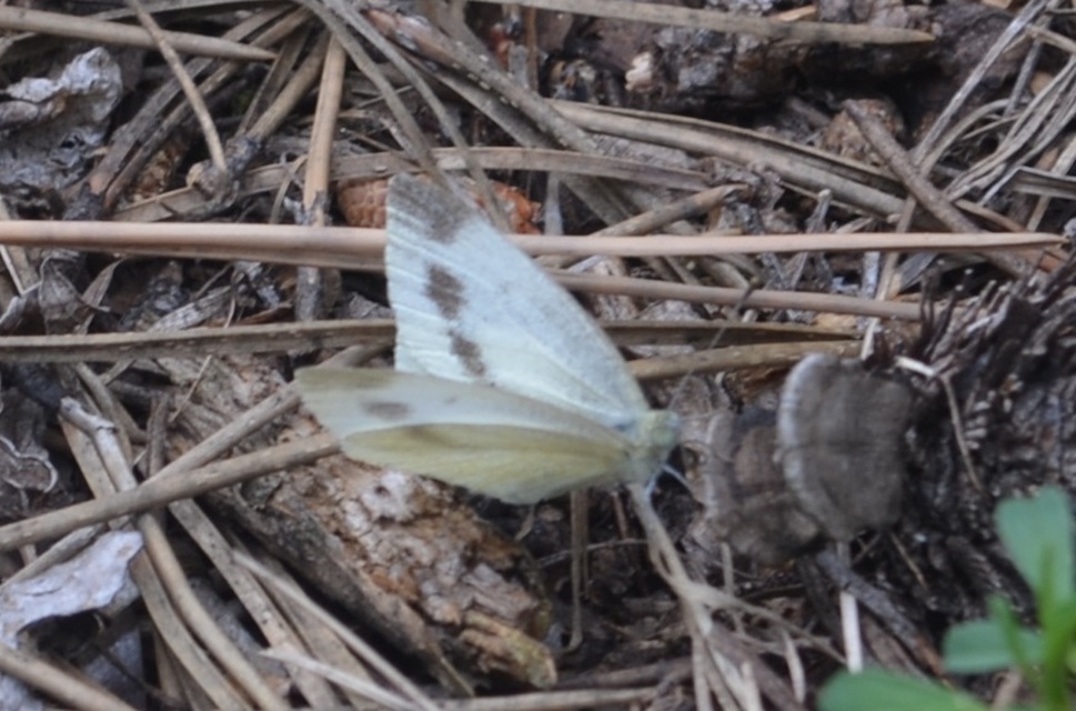 Pieris ergane - sziklai fehérlepke