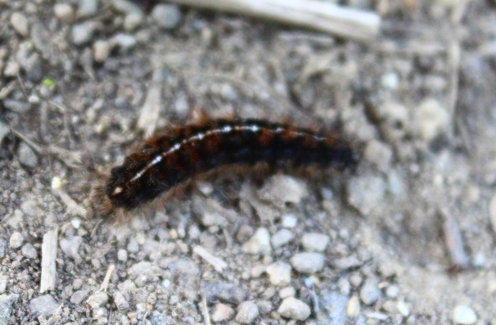 Diacrisia sannio - vörösszélű medvelepke