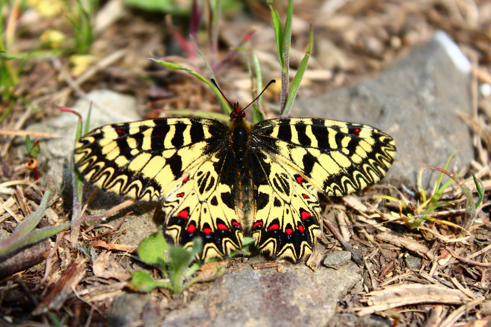 Zerynthia polyxena - farkasalmalepke