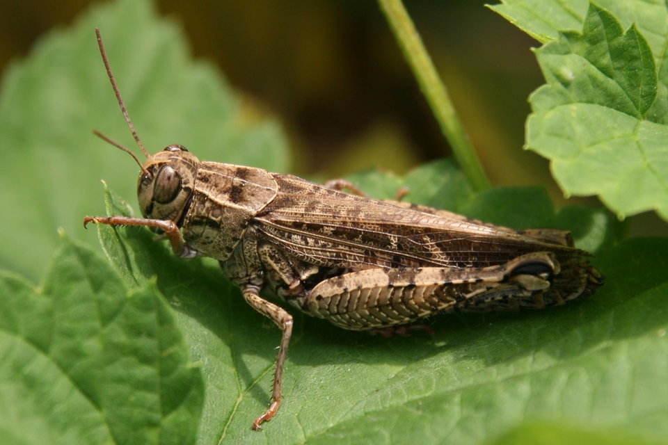 Calliptamus italicus - olaszsáska