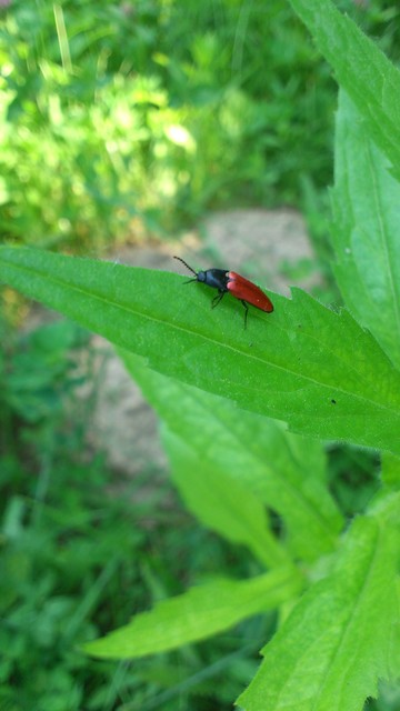 Ampedus