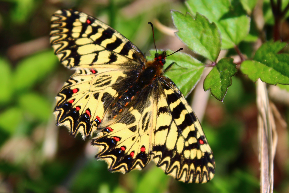 Zerynthia polyxena - farkasalmalepke